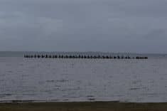 02/11/2025 Longe solidaire Téléthon