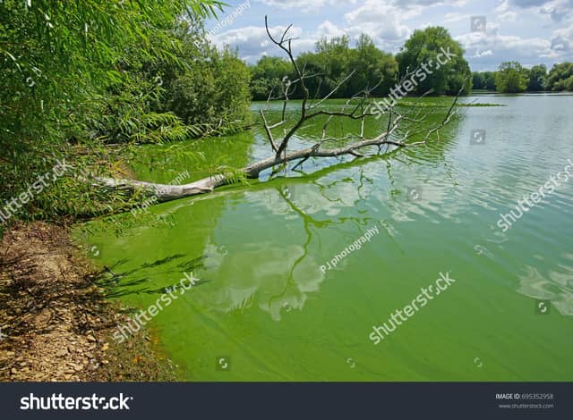 stock-photo-cyanobacteria-or-blue-green-algae-which-develop-at-the-surface-of-a-slow-flow-freshwater-rivers-695352958
